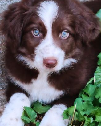Border collie cucciolo