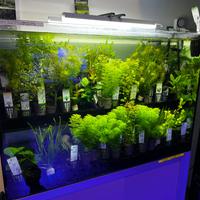 Piante per acquario - varie specie, in salute