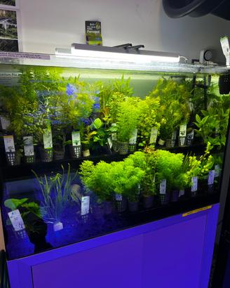 Piante per acquario - varie specie, in salute