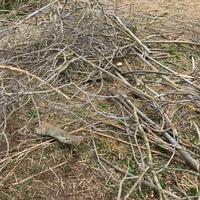 Omaggio legna di fico a chi la viene a prendere