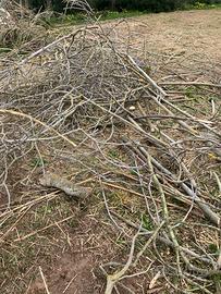 Omaggio legna di fico a chi la viene a prendere