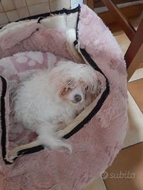 Maltesina femmina