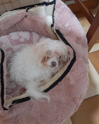 Maltesina femmina