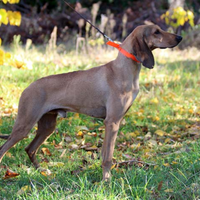 Segugio Italiano da caccia