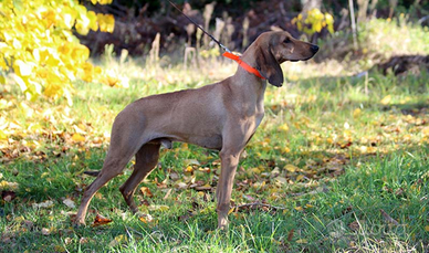 Segugio Italiano da caccia