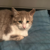 Urgentissima adozione