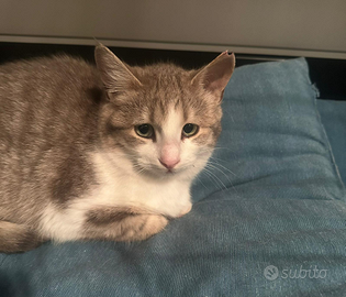 Urgentissima adozione