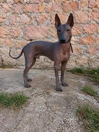 Splendido maschio di Xoloitzcuintle