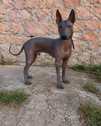 Splendido maschio di Xoloitzcuintle