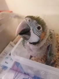 Pappagalli ara allevati a mano