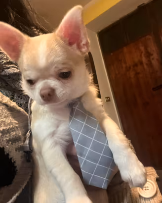 Chihuahua