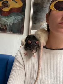Due ratti domestici maschi