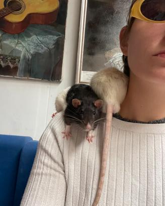 Due ratti domestici maschi