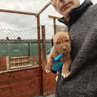 Cuccioli di Pitbull