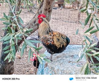 Gallo