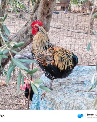Gallo