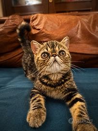 Stupende gattine esotiche