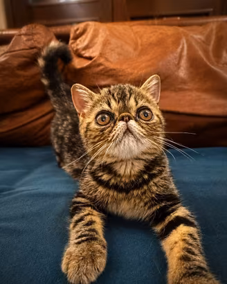 Stupende gattine esotiche