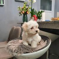 Maltese miny toy maschio
