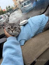Gatto per accoppiamento