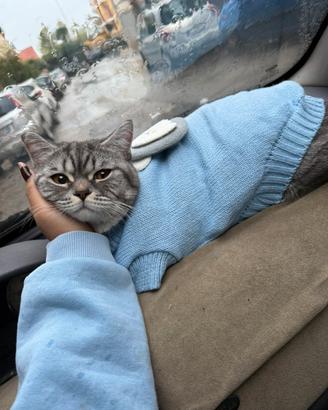 Gatto per accoppiamento