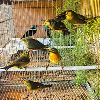 Uccelli usignoli del giappone