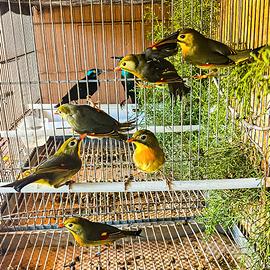 Uccelli usignoli del giappone