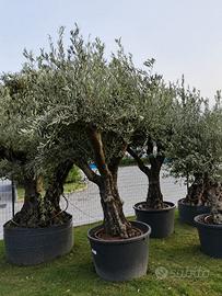 Ulivo in foto
