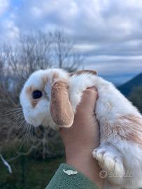 Coniglio ariete nano