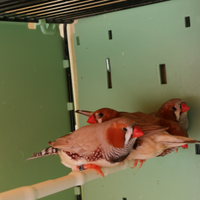 Diamanti mandarino maggiorari