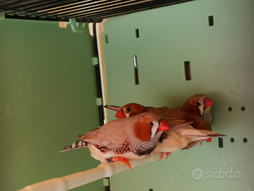 Diamanti mandarino maggiorari