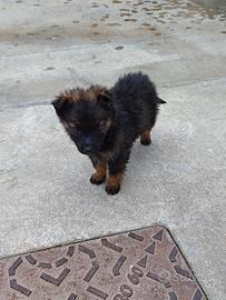 Cuccioli di pastore tedesco