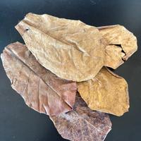 Foglie di catappa