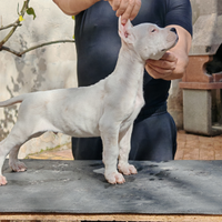 Cuccioli dogo argentino