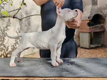 Cuccioli dogo argentino