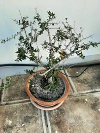 bonsai di ulivo
