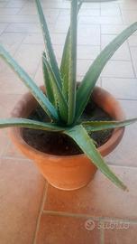 Aloe vera sane e rigogliose – varie dimensioni da