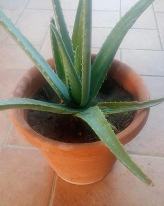 Aloe vera sane e rigogliose – varie dimensioni da
