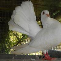 Colombi piccioni bianchi per matrimoni