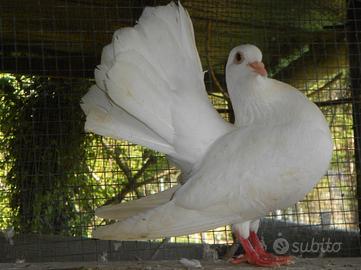 Colombi piccioni bianchi per matrimoni