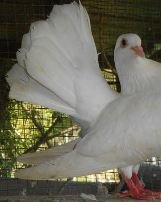Colombi piccioni bianchi per matrimoni