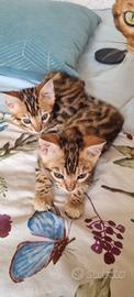 Cuccioli gatto bengala - pedigree ENFI