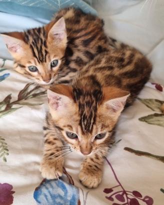 Cuccioli gatto bengala - pedigree ENFI