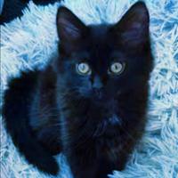 Gattini Mix ( pelo lungo)