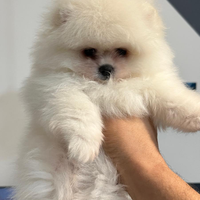 Spitz Pomerania toy nano