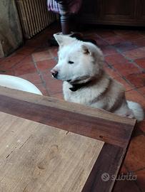 Cuccioloni di Akita inu