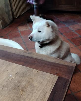 Cuccioloni di Akita inu