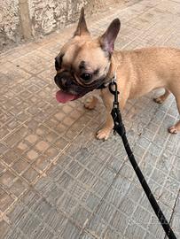 Bulldog francese