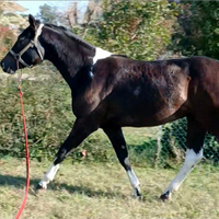Puledro Tobiano