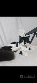 Gatto Romeo